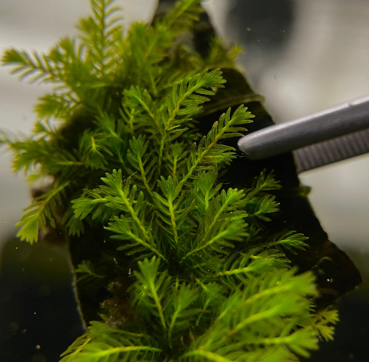 Fissidens Sp. "Adianthoides" - AQUASHRIMP