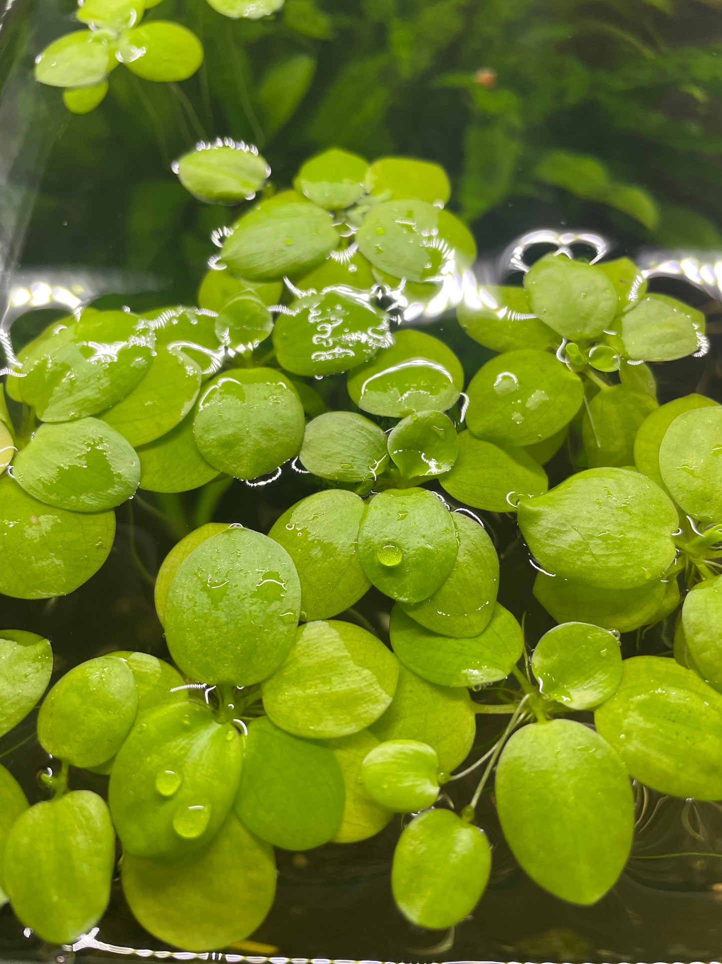 Limnobium Laevigatum pianta galleggiante