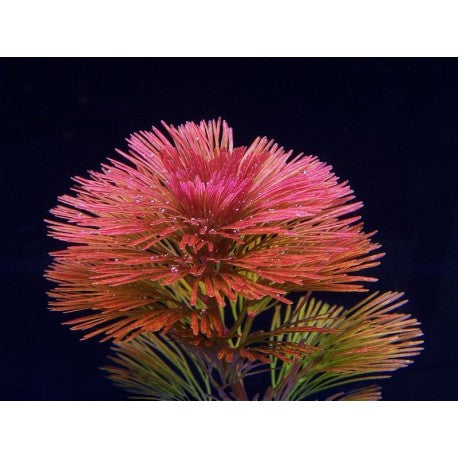 Aquaflora Cabomba Furcata (Piauhyensis)
