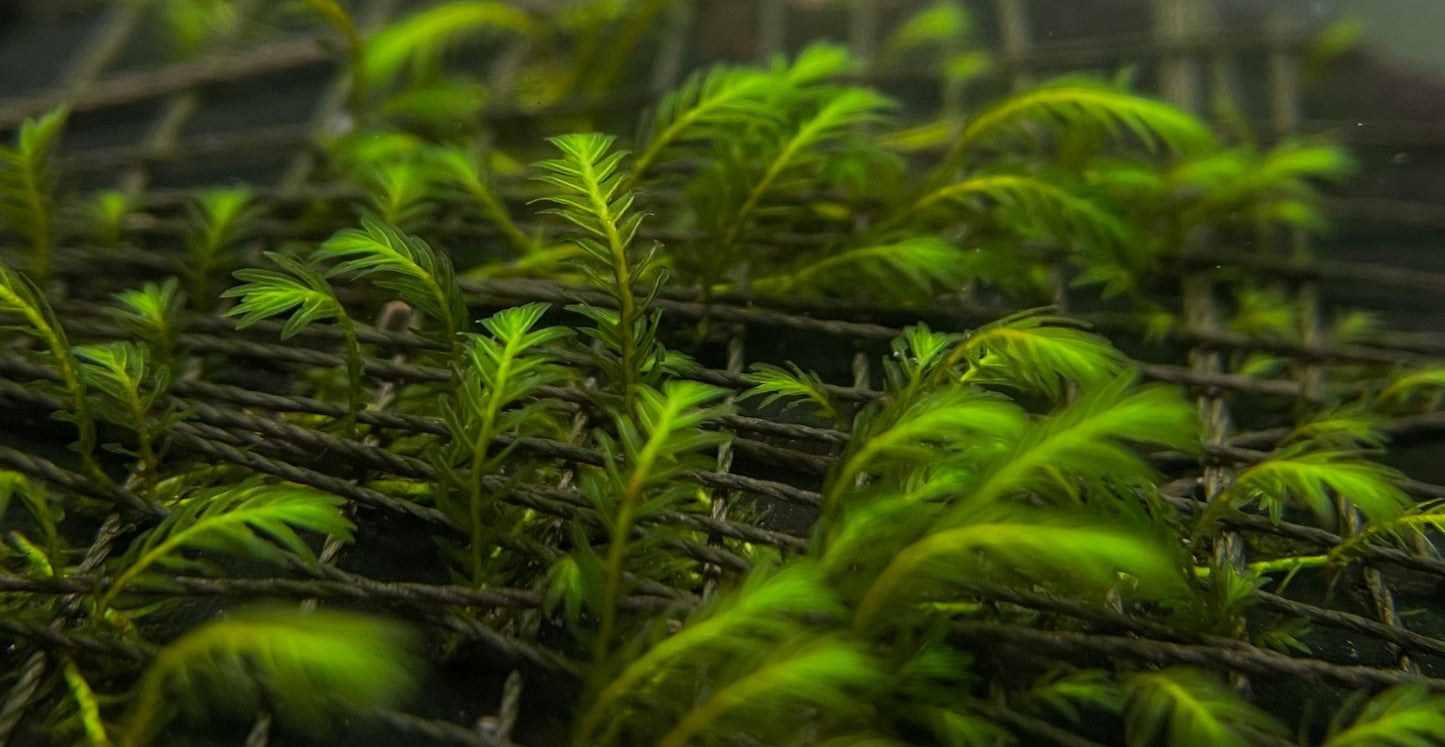 Fissidens Sp. “Thailand” - AQUASHRIMP