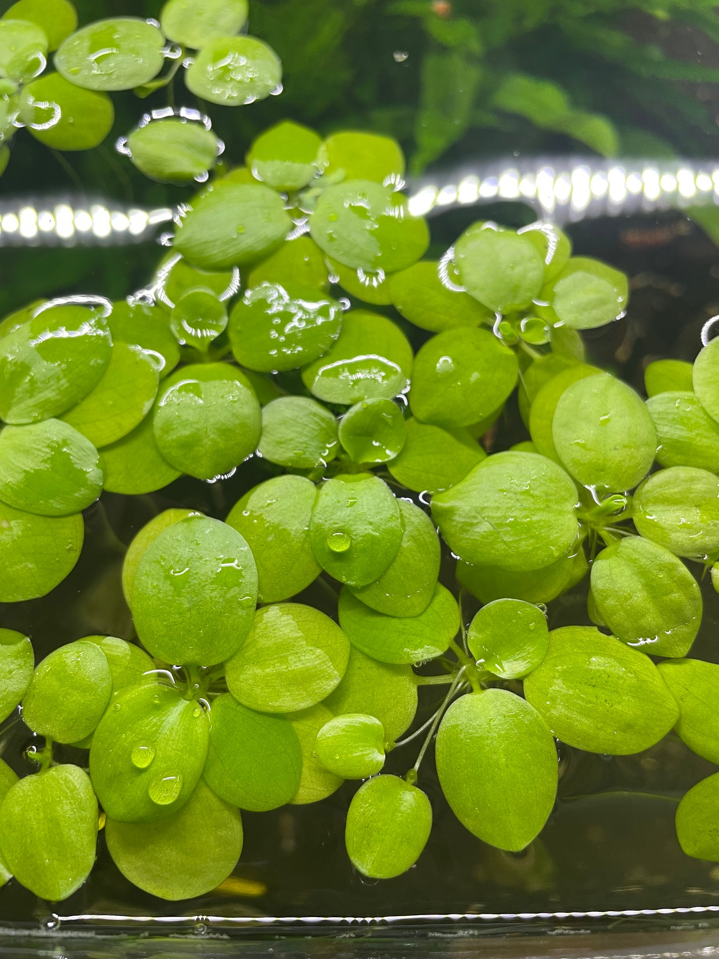 Limnobium Laevigatum pianta galleggiante