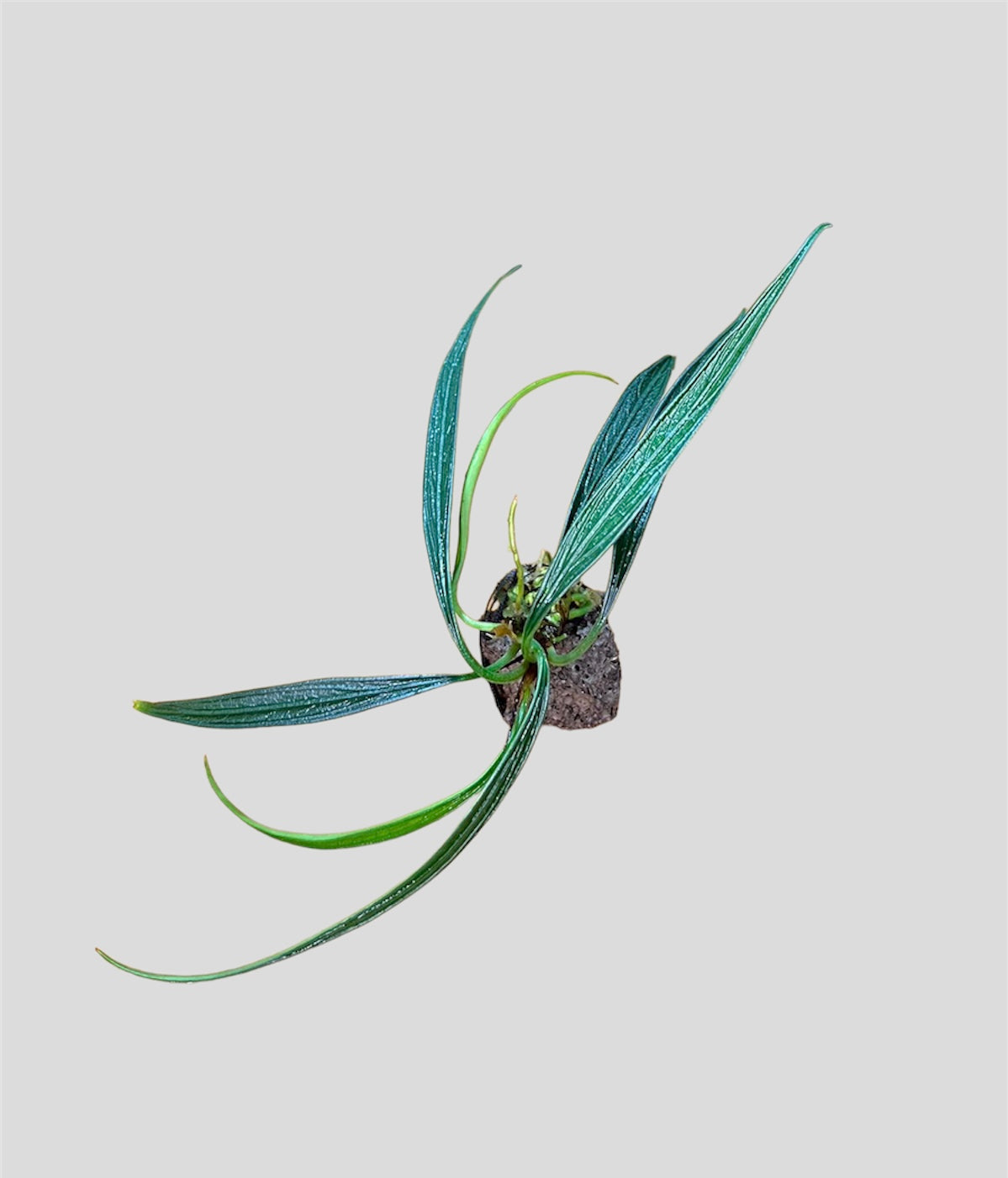 Aridarum “Perisai”