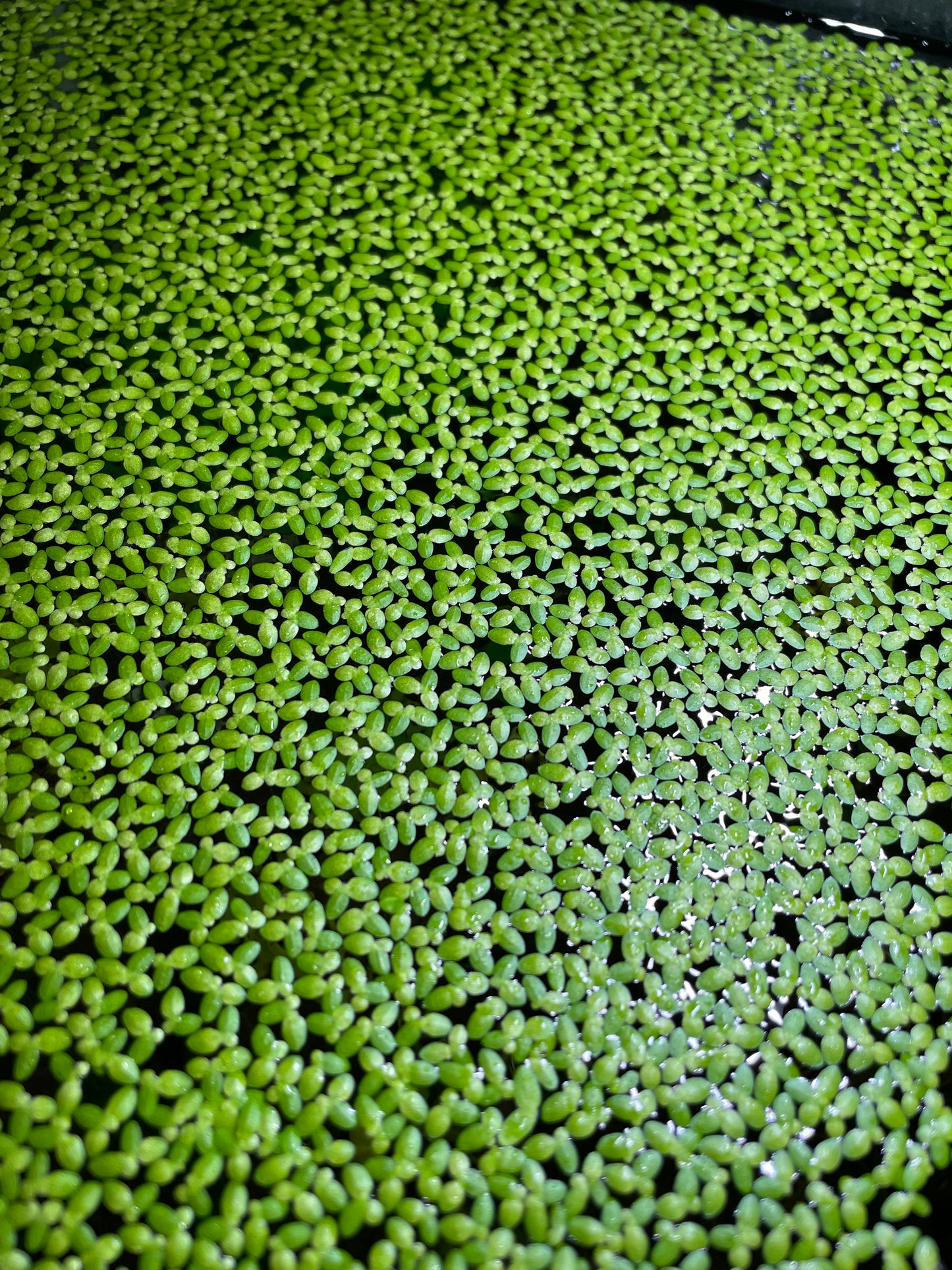 lemna minor o lenticchia d'acqua. Pianta galleggiante antialghe per acquario con caridine e neocaridine. Venduta e coltivat da aquashrimp