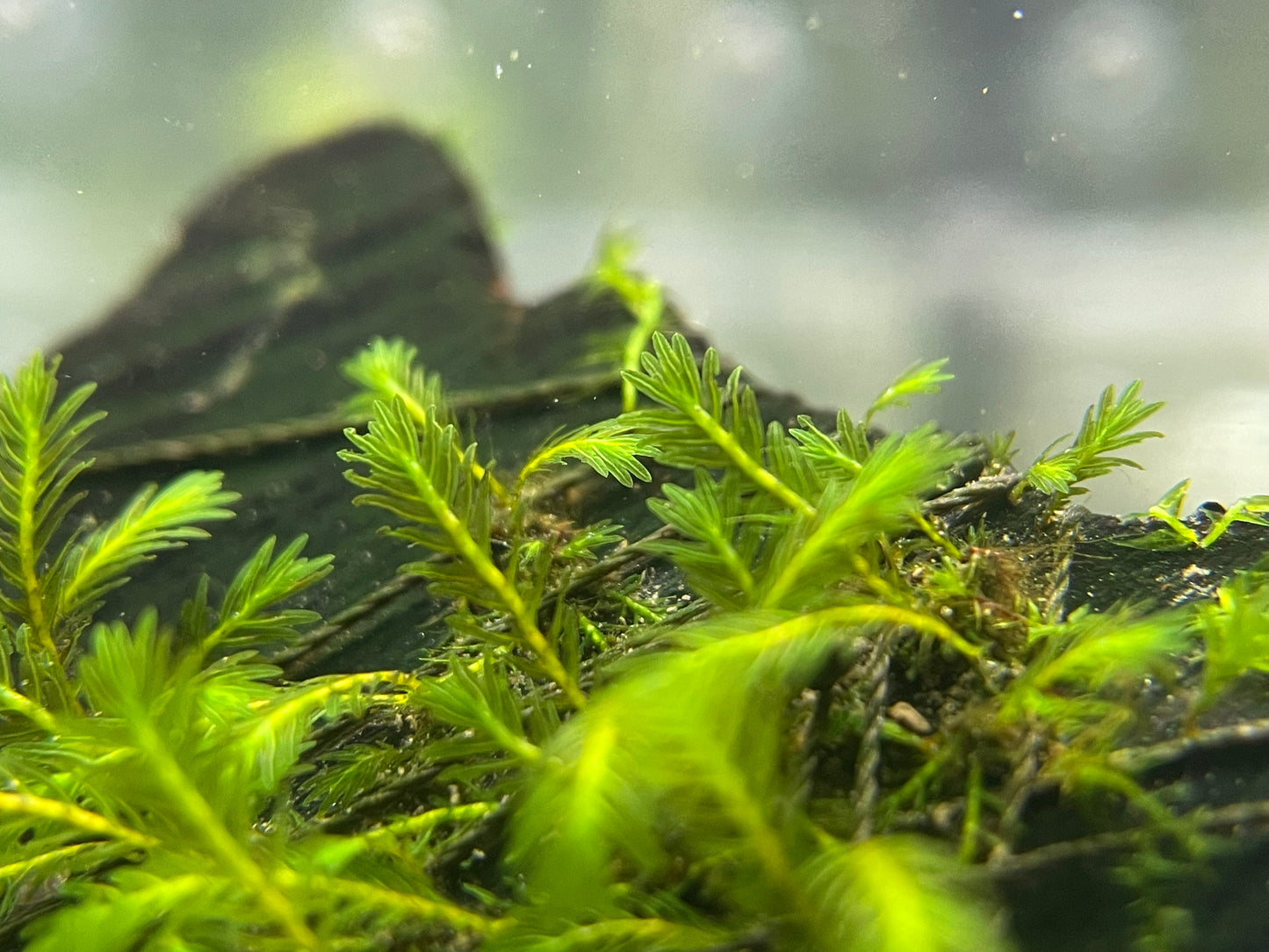 Fissidens Sp. “Poland II” - AQUASHRIMP