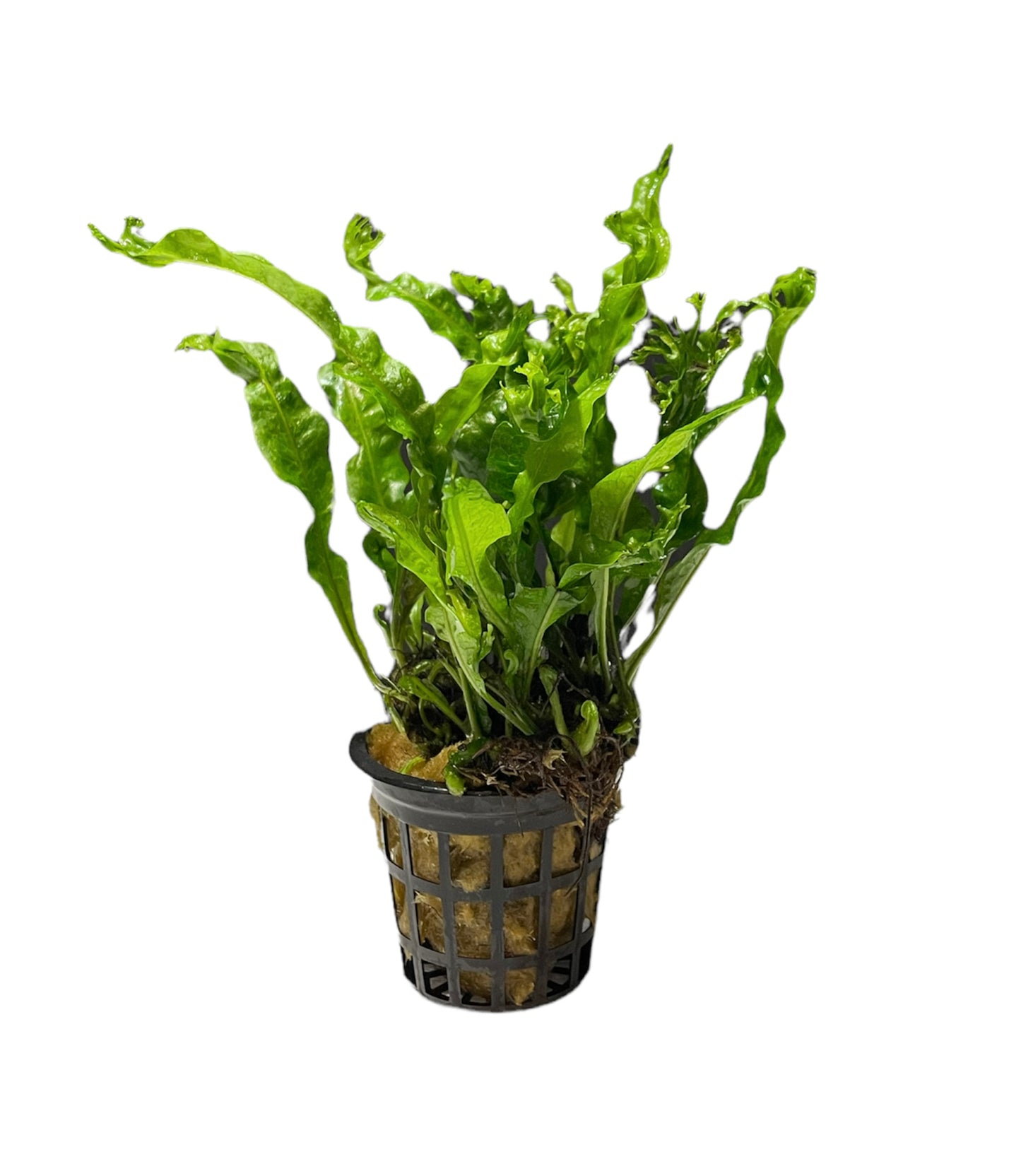 TROPLANT Microsorum Pteropus Windelow - AQUASHRIMP