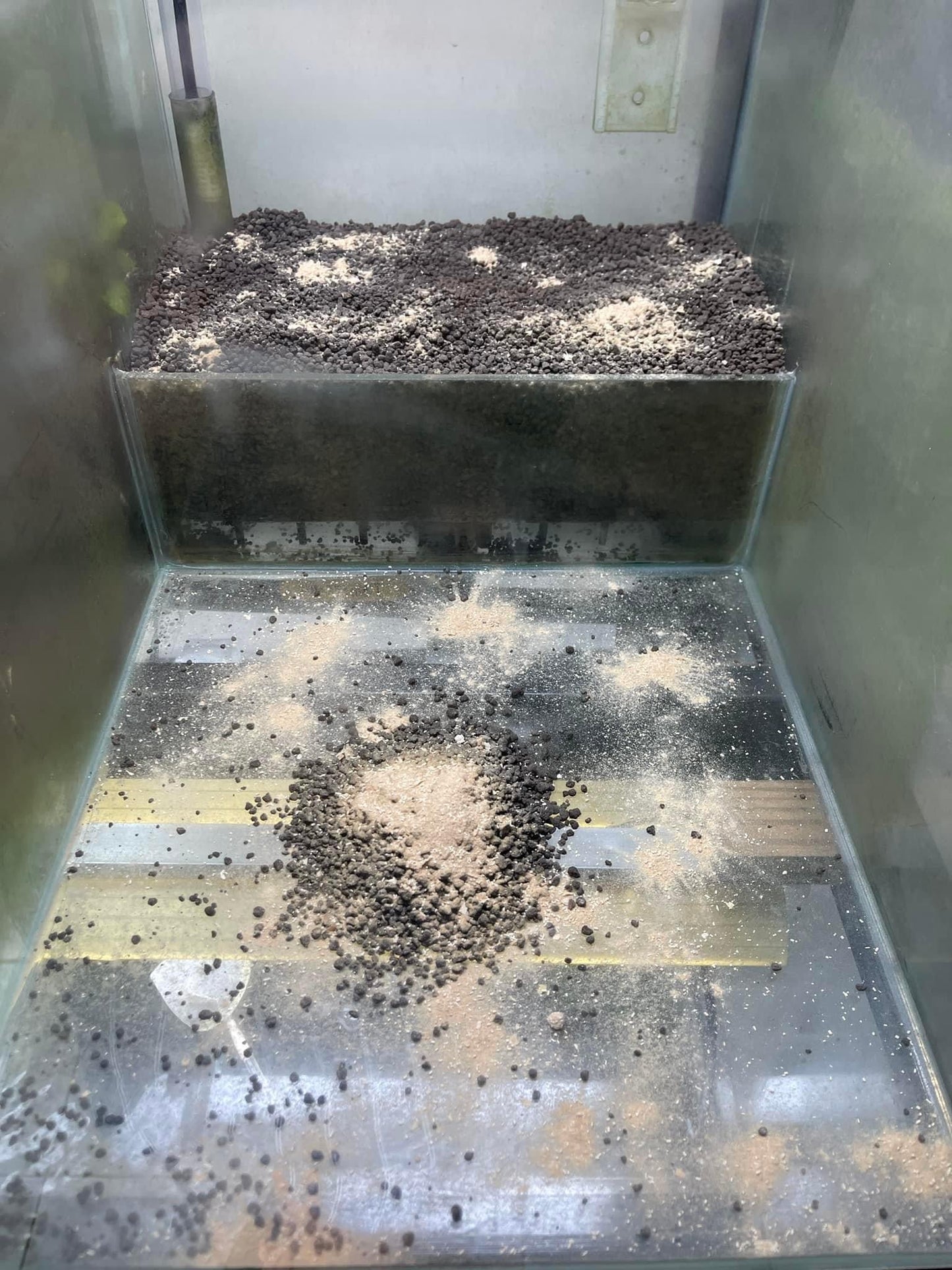 Dead Shrimp Powder