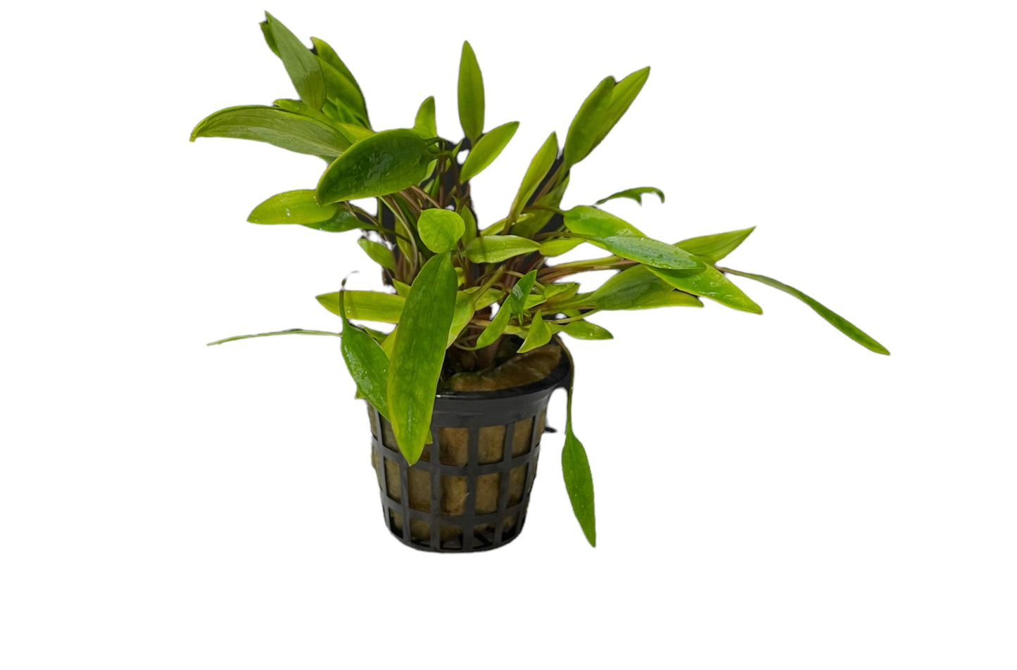 TROPLANT Cryptocoryne Nevilii - AQUASHRIMP