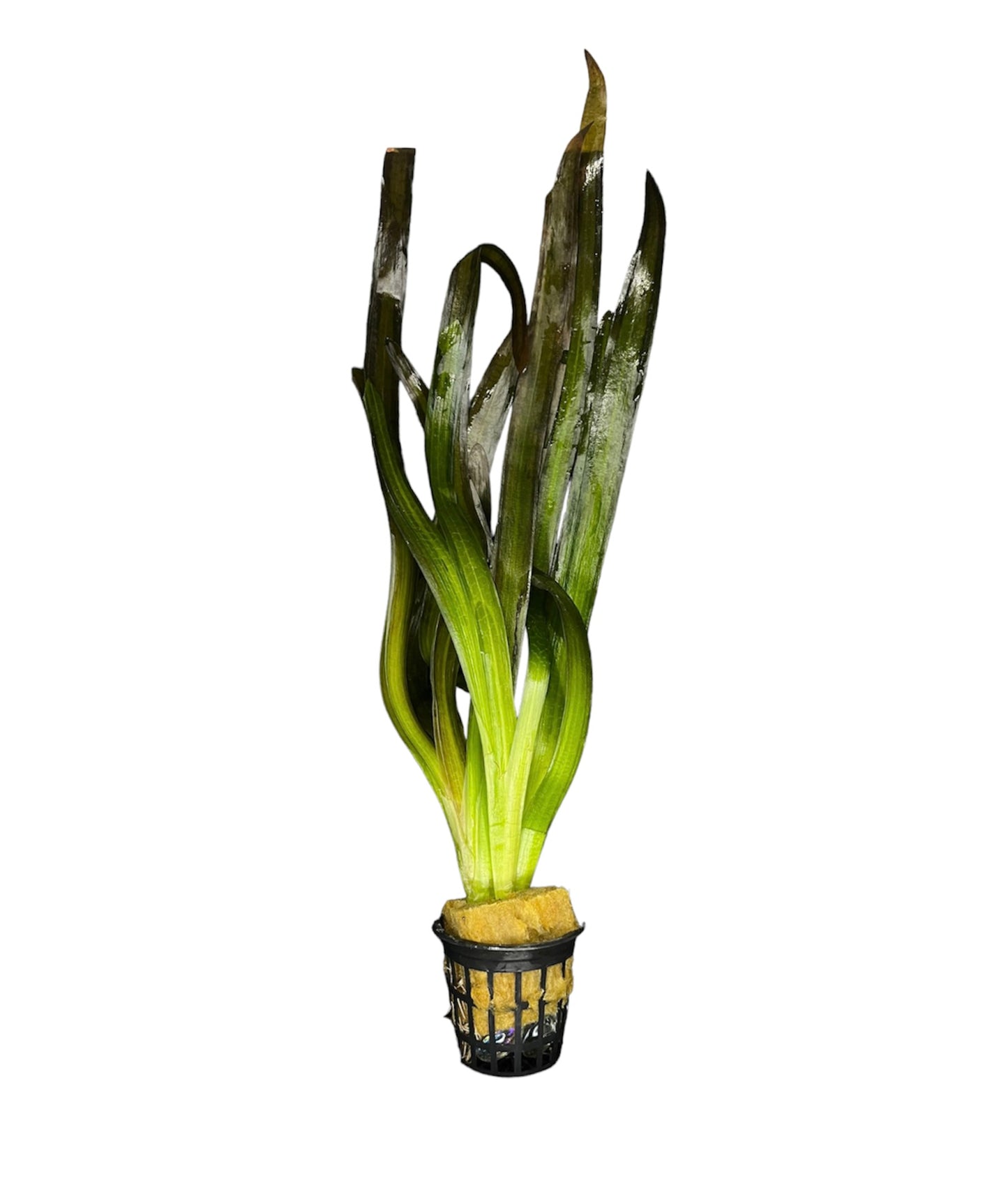 TROPLANT Vallisneria Gigantea - AQUASHRIMP