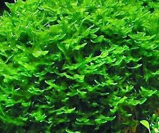 Monosolenium Tenerum “Pellia Moss”