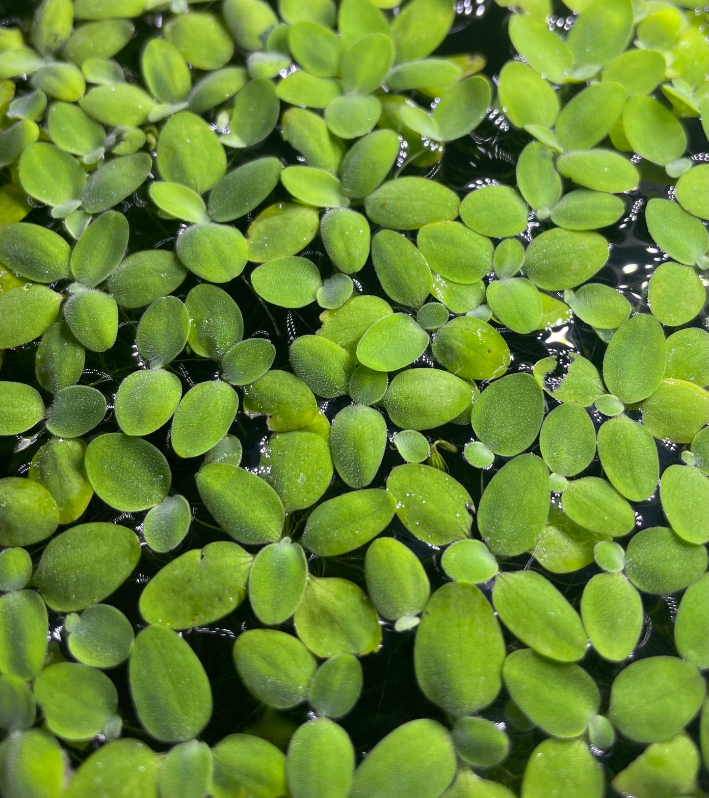 Salvinia Natans pianta galleggiante antialghe adatta per acquari appena allestiti. Venduta da aquashrimp in confezioni da 100 ml. Non richiede particolari attenzioni.