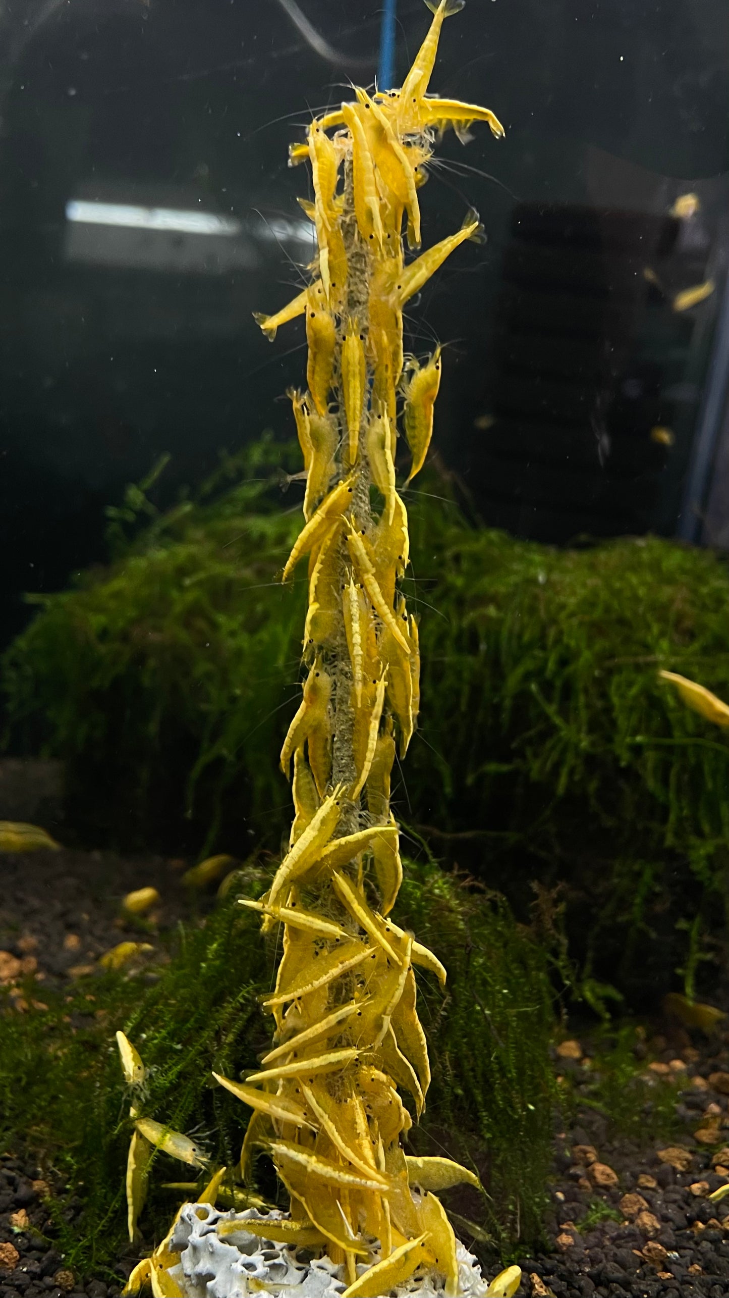 SHRIMPS FOREVER Shrimp Lollies SPINACI 10 pz