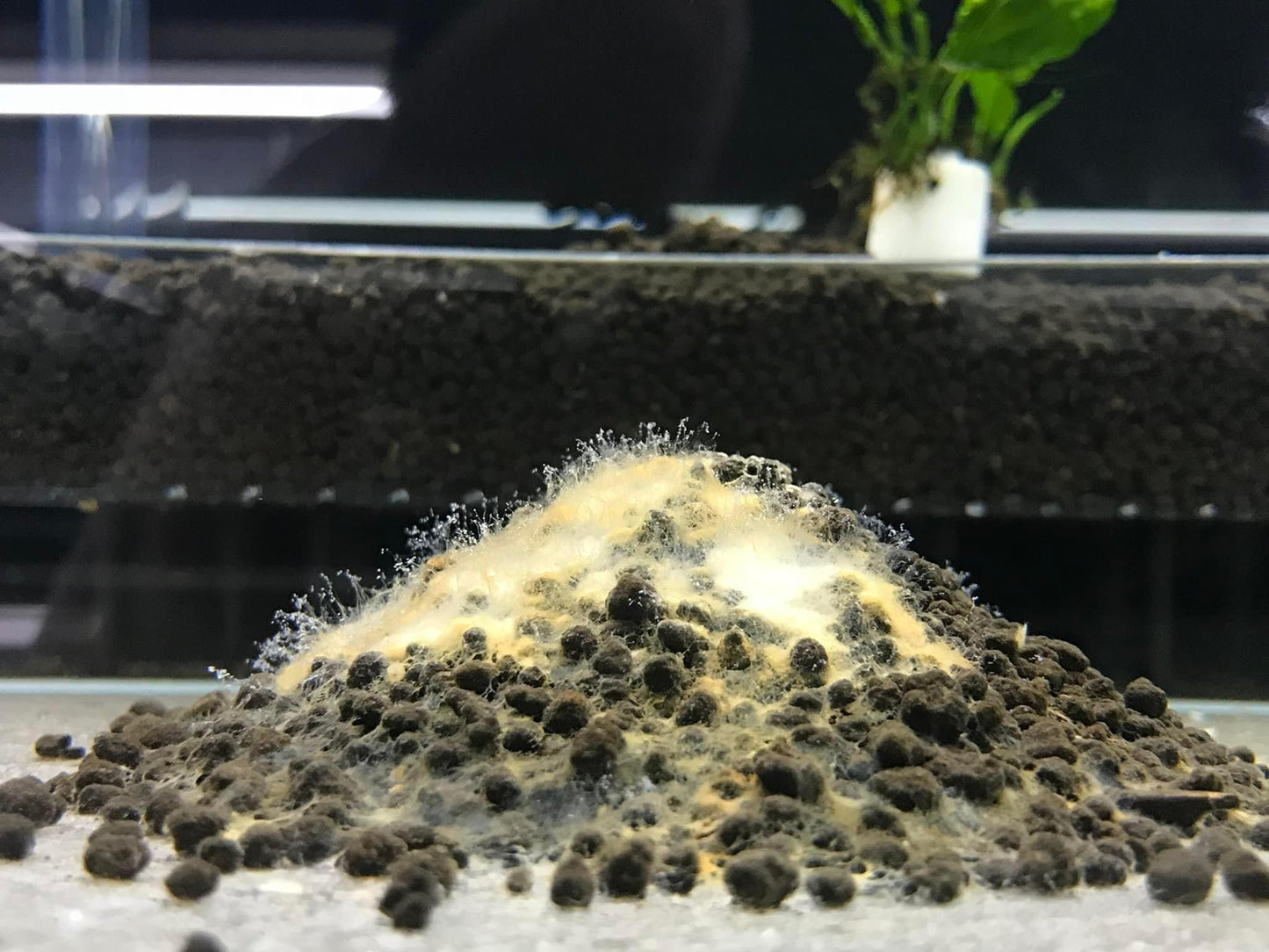 Dead Shrimp Powder