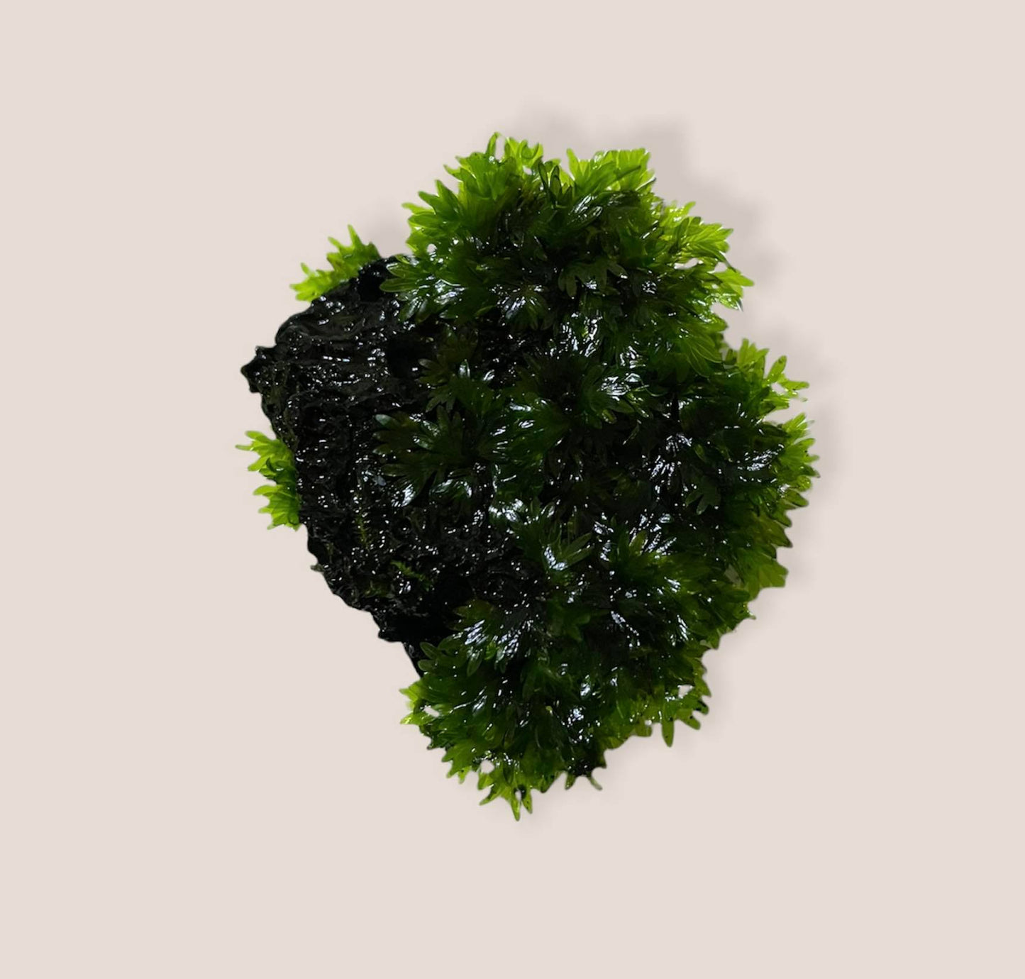 Fissidens Sp. "Miroshaki" - AQUASHRIMP
