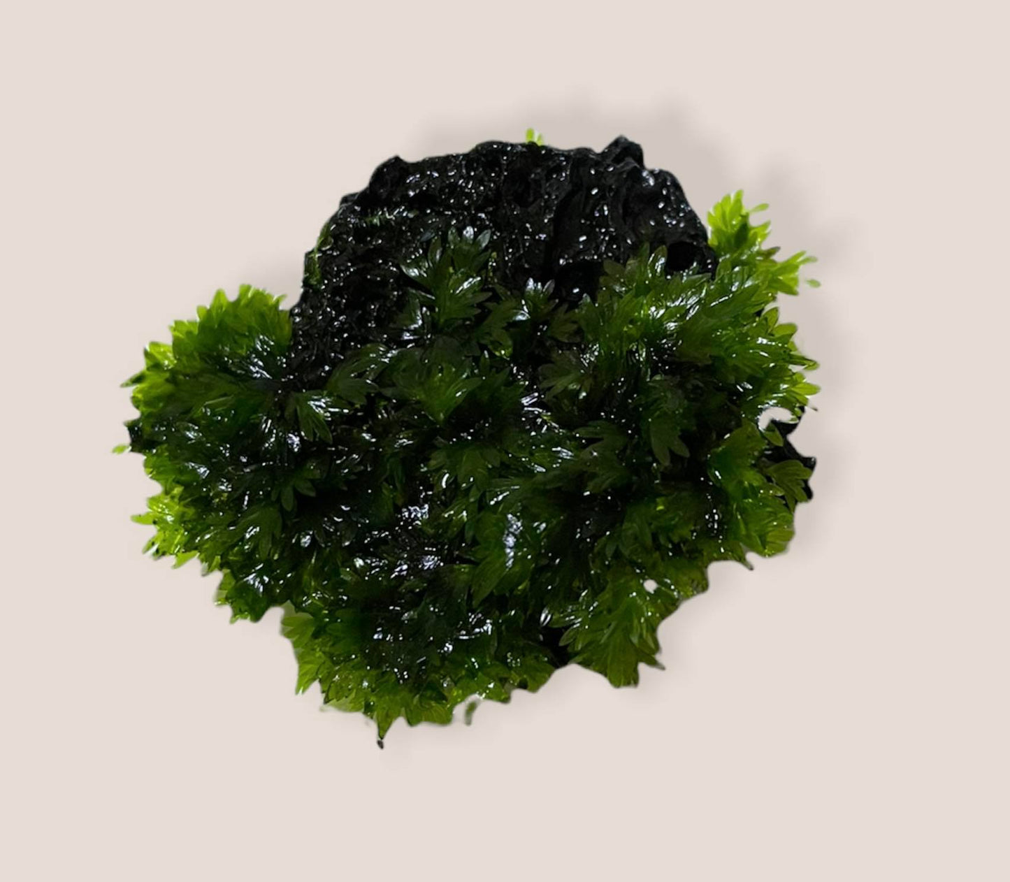 Fissidens Sp. "Miroshaki" - AQUASHRIMP