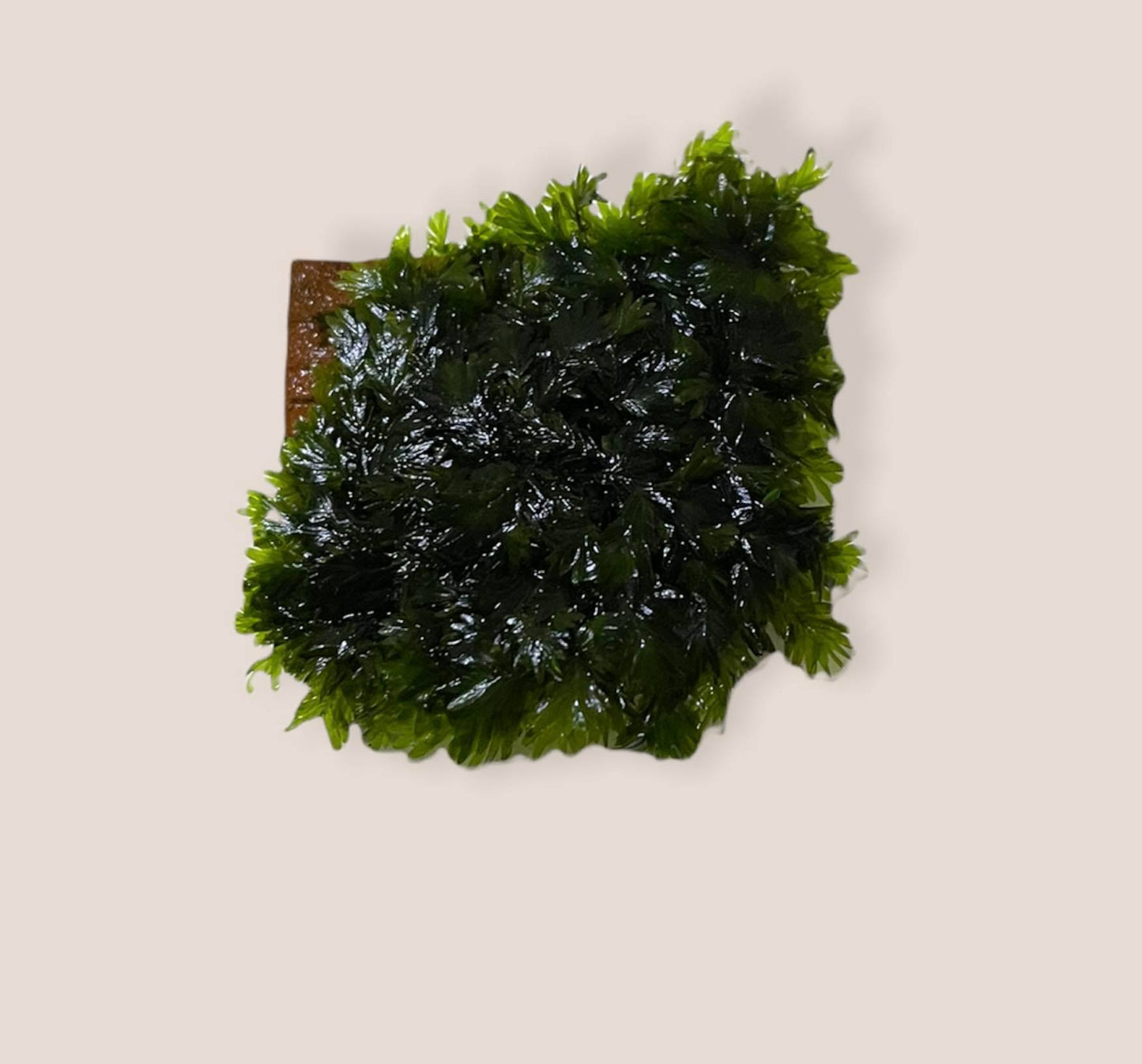 Fissidens Sp. "Miroshaki" - AQUASHRIMP