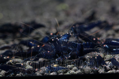 Caridina Mariae sp. "Royal Blue Tiger OE"