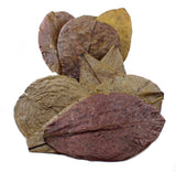 Tantora Catappa Leaves Medium 13-18 cm Premium Grade