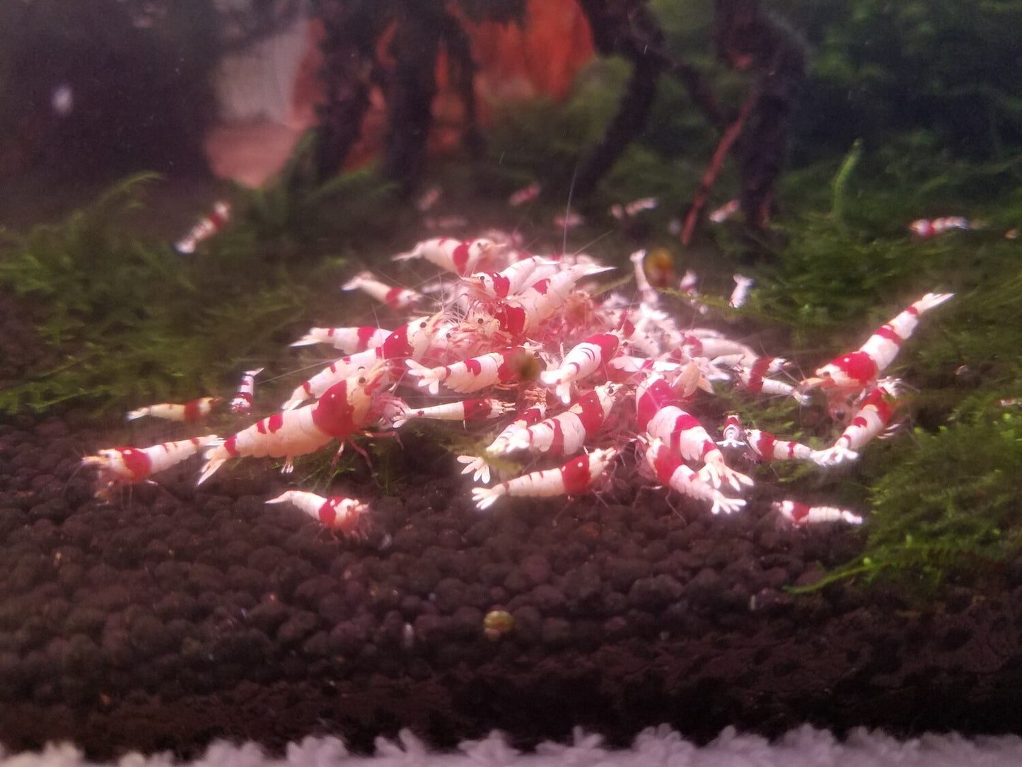 Complete Envy Shrimp Food