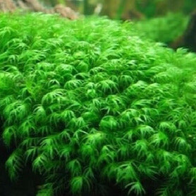 Fissidens Fontanus "Phoenix Moss"