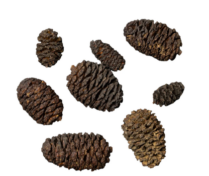 Dennerle – Black Cones (Pignette di Ontano)