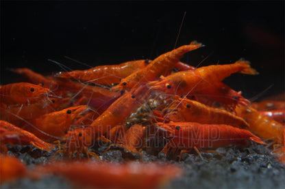 Neocaridina Davidi var. "Orange Sakura Pumpkin"