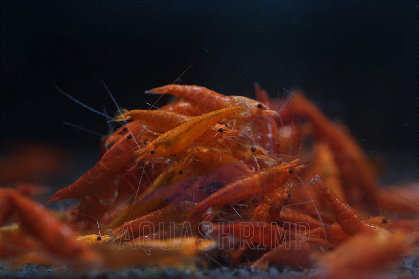 Neocaridina Davidi var. "Orange Sakura Pumpkin"