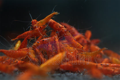 Neocaridina Davidi var. "Orange Sakura Pumpkin"