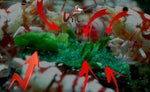 BLIZZARD Tablet Shrimp Food Spinach