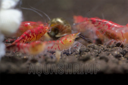 Caridina Mariae sp. "Tiger Lily OE"