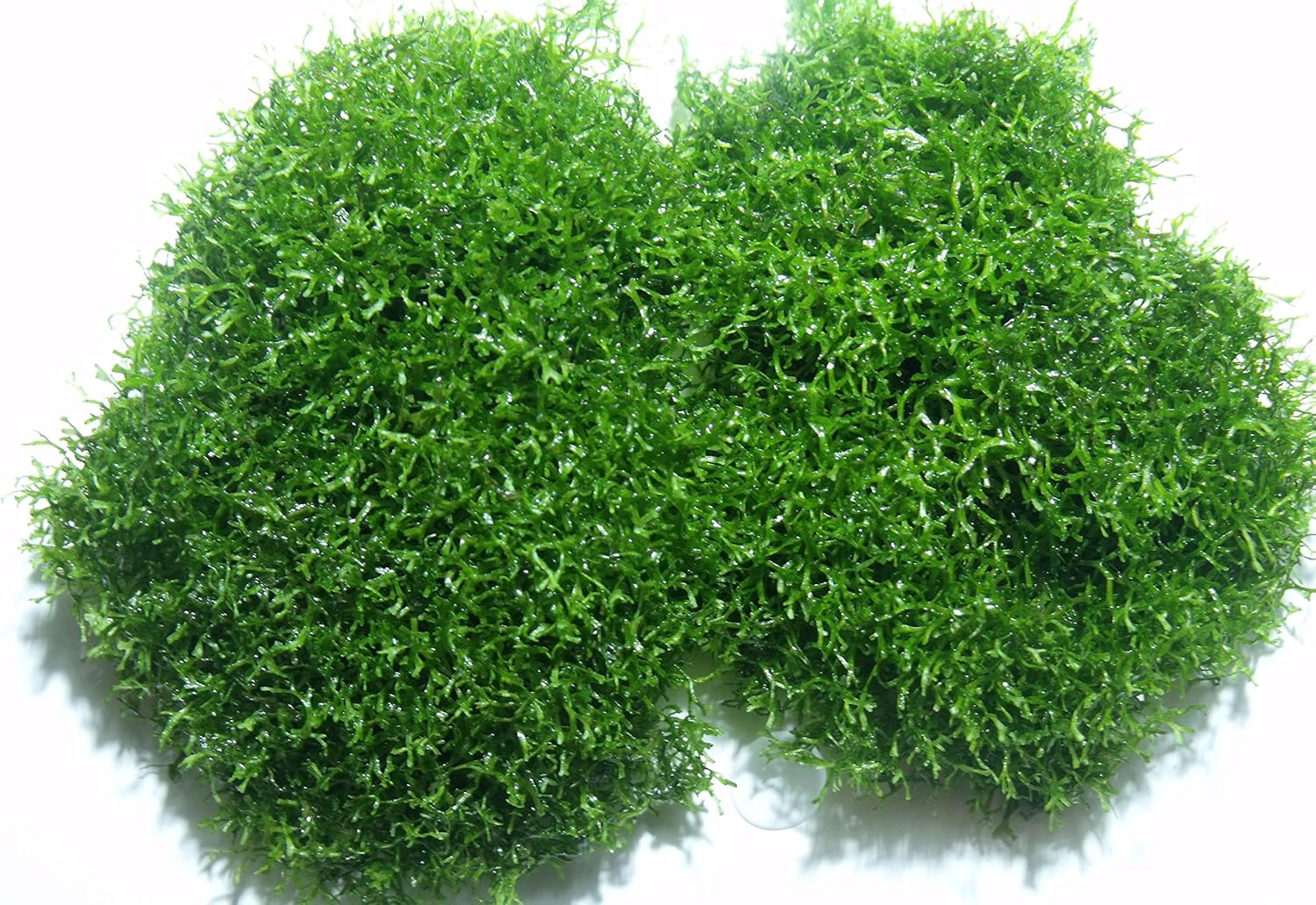 Riccia Fluitans - AQUASHRIMP