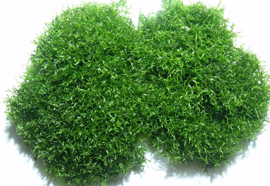 Riccia Fluitans