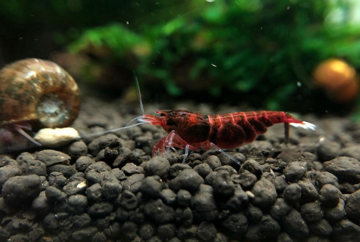 Caridina Logemanni - Taiwan Bee - sp. "Red Ruby Extreme"