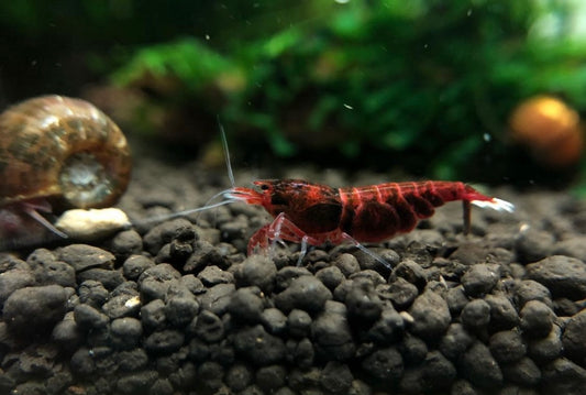 Caridina Logemanni - Taiwan Bee - sp. "Red Ruby Extreme"