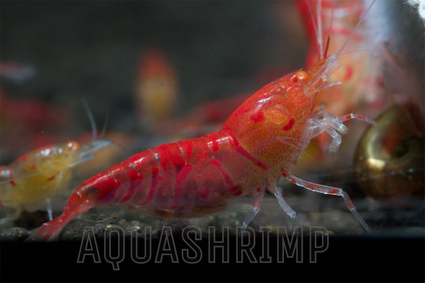 Caridina Mariae sp. "Tiger Lily OE"