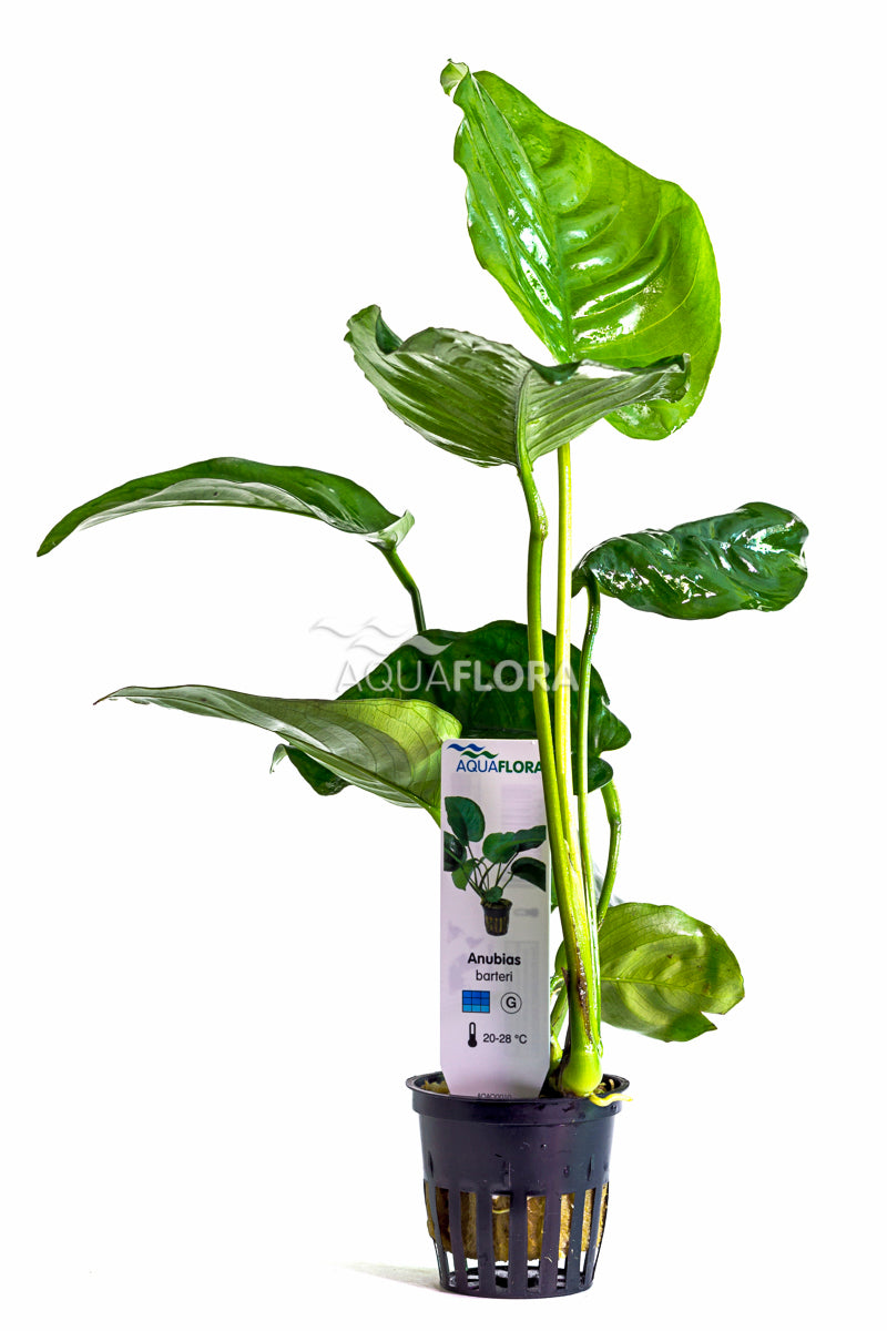 Pianta acquatica Anubias Barteri di Aquaflora, con foglie verdi scure e robuste, ideale per acquari. Pianta resistente e facile da mantenere, perfetta per decorare il fondo dell'acquario