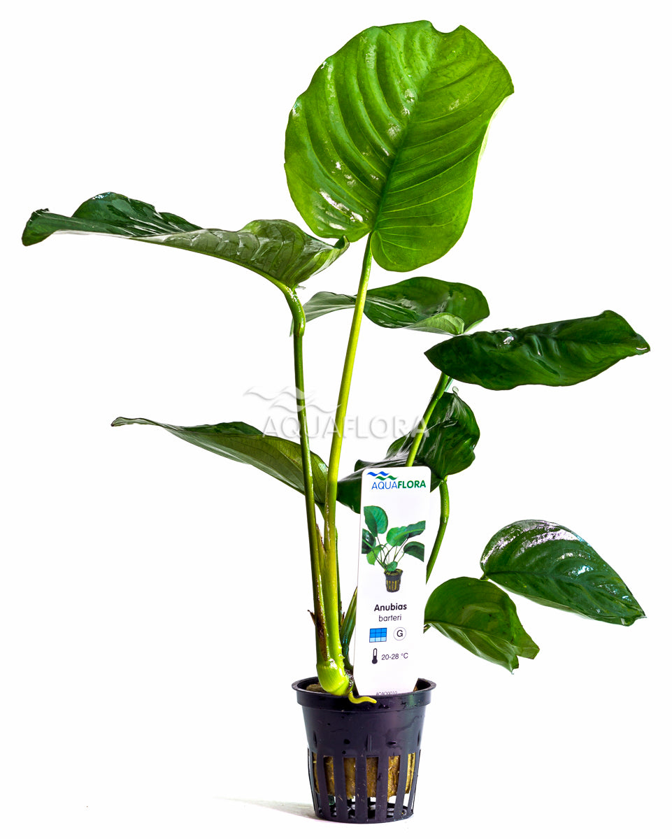 Pianta acquatica Anubias Barteri di Aquaflora, con foglie verdi scure e robuste, ideale per acquari. Pianta resistente e facile da mantenere, perfetta per decorare il fondo dell'acquario