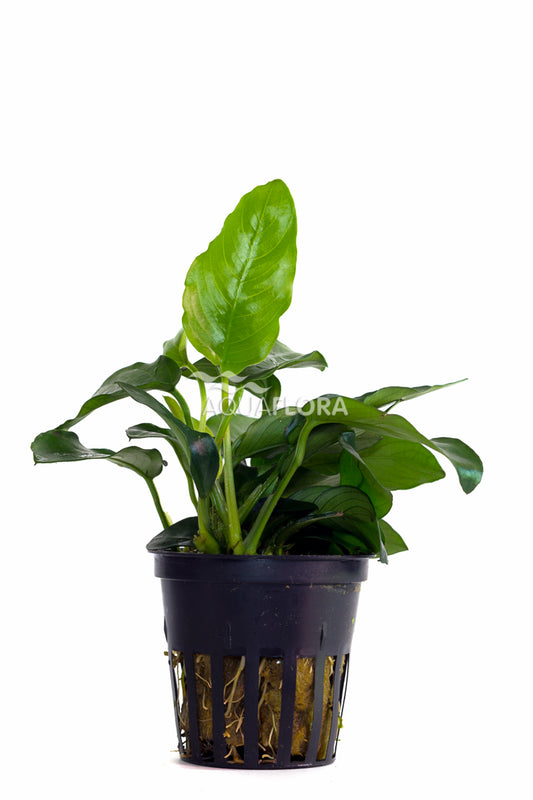 Aquaflora - Anubias Barteri var. "Nana"