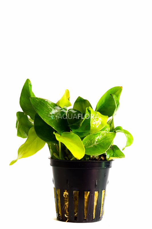 Aquaflora - Anubias Barteri var. Nana "Golden"