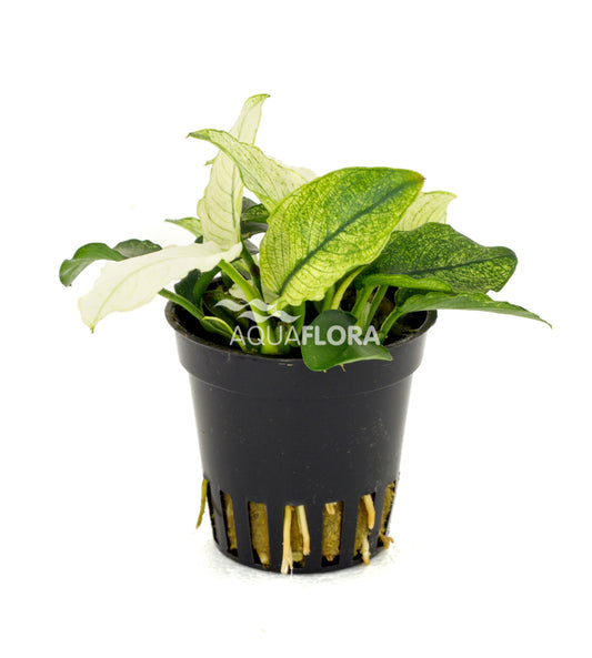 Aquaflora - Anubias Barteri var. Nana "Pinto"