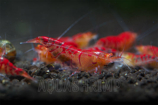 Caridina Mariae sp. "Tiger Lily OE"