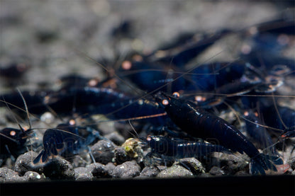 Caridina Mariae sp. "Royal Blue Tiger OE"