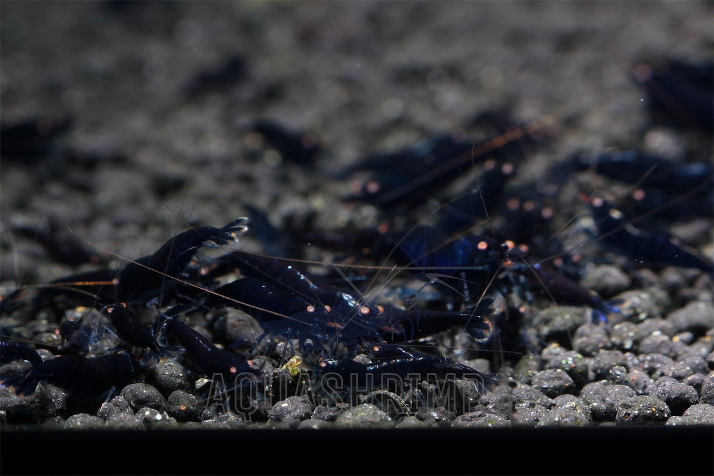Caridina Mariae sp. "Royal Blue Tiger OE"