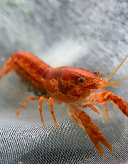 Cambarellus Patzcuarensis Orange "CPO" - AQUASHRIMP