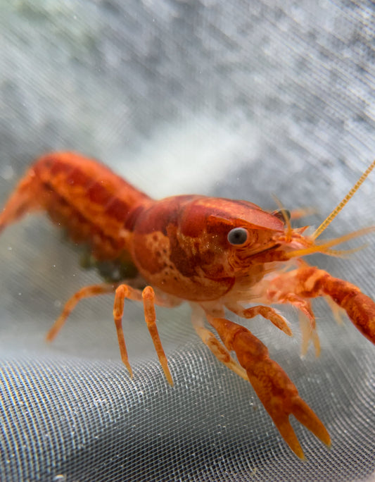 Cambarellus Patzcuarensis Orange "CPO"