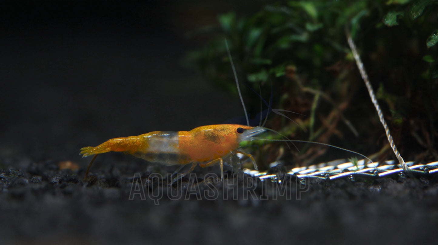 Neocaridina Davidi var. "Orange Rili"