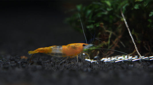 Neocaridina Davidi var. "Orange Rili"
