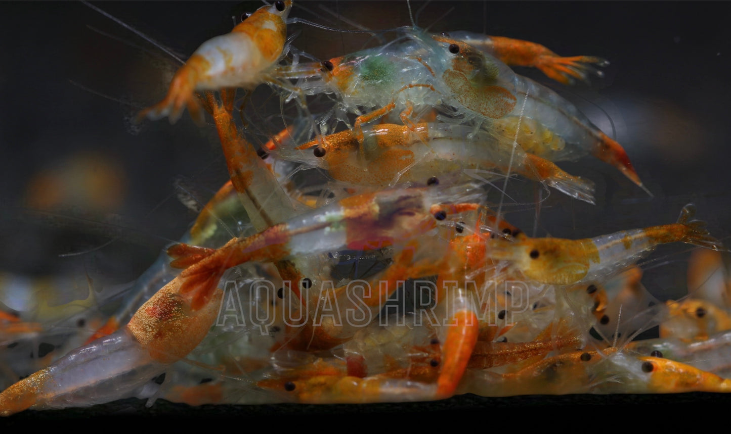 Neocaridina Davidi var. "Orange Rili"