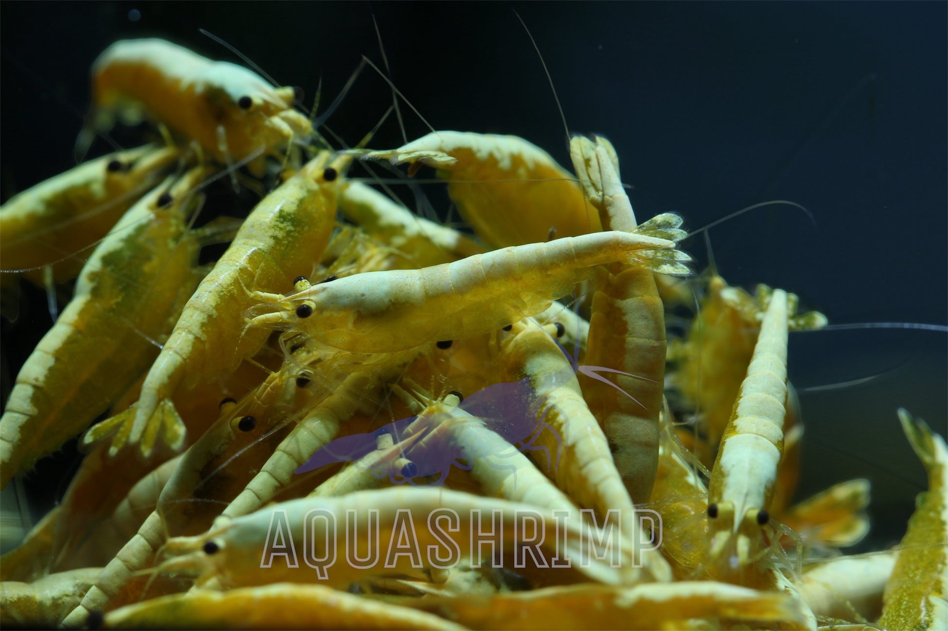 Neocaridina Davidi var. "Yellow Fire Neon" - AQUASHRIMP