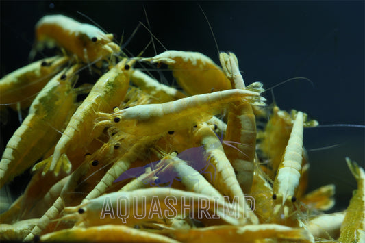 Neocaridina Davidi var. "Yellow Fire Neon"