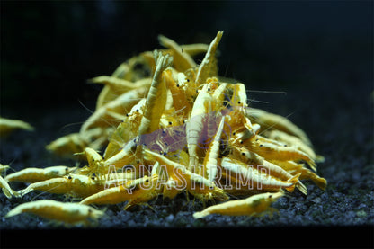 Neocaridina Davidi var. "Yellow Fire Neon" - AQUASHRIMP